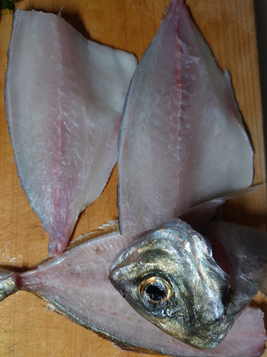 k_sfj's tweet photo. 夢あじ！カイワリに目をつけたのは素晴らしい。いままで出会った養殖魚でNo1！鮮度内臓脂肪申し分無し。一日寝かしましたが全く臭みなし。身の柔らかさと脂のノリは寿司に最高です。またテスト販売待ってます！ https://t.co/nSFKE4arSb