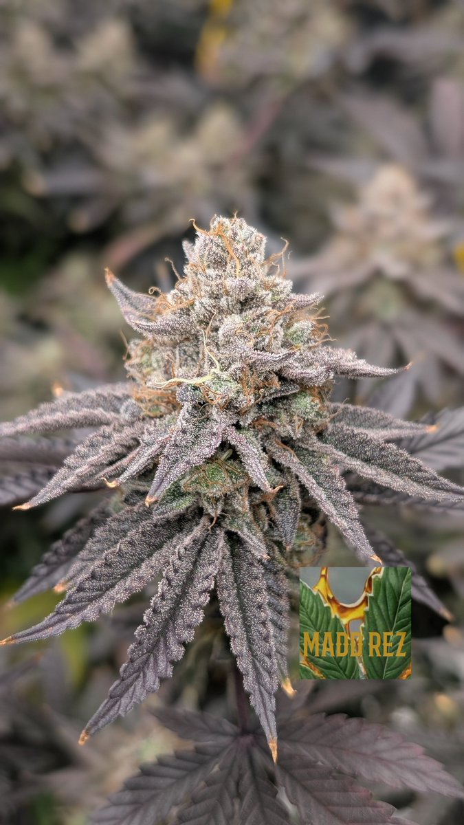 Zebra Cake x Zkittles 🦓 🌈 
Tomorrow starts Week 10 - trichs are super cloudy but no amber yet 
Free Lvl 2 Tester from <a href="/irvineseedco/">Irvine Seed Company</a>