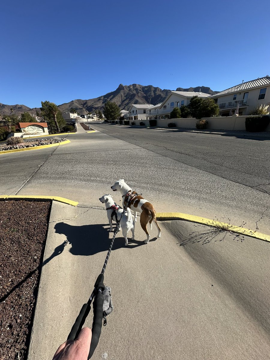 Always adopt. Don't shop. Today's 6.5km run up the Franklin Mountains was brought to you by Lilibet, Poppy &amp; <a href="/humanesocietyep/">Humane Society of El Paso</a> #adoptdontshop