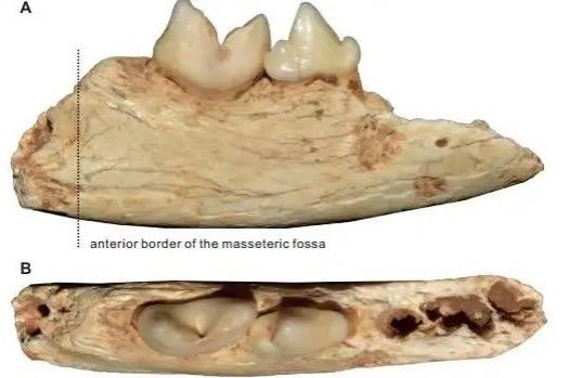 Archaeologists have unearthed the fossilized remains of Prionailurus kurteni, an extinct species of leopard cat, at the Hualongdong Cave No. I Homo Site in Anhui Province, China. This diminutive feline, comparable in size to the modern rusty-spotted cat (Prionailurus rubiginosus)