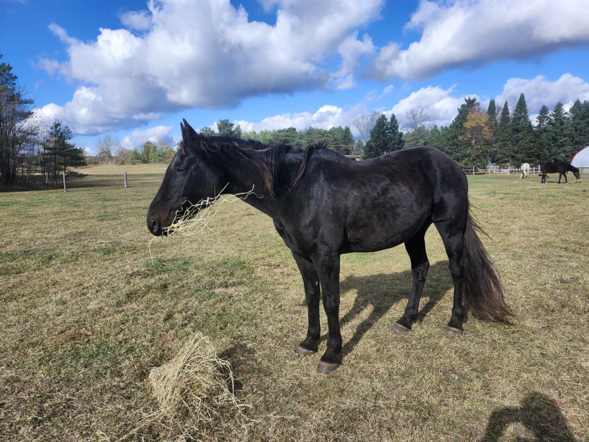 Meet Ben, a gentle 22-year-old, 15.2hh gelding ready for his forever home! Perfect as a companion or for light trail rides. 🐴 Learn more: [facebook.com/share/p/15sKQJ…]