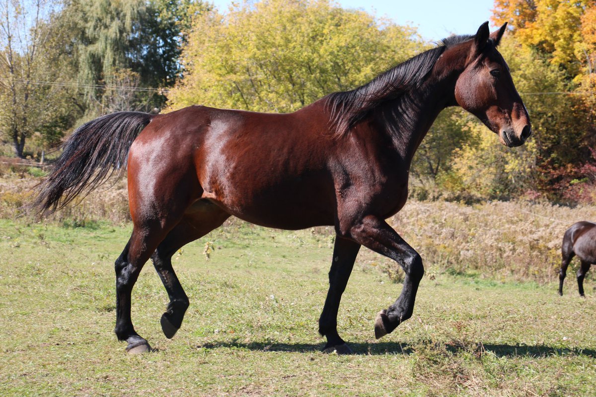 Meet Wesley, a stunning 9-year-old, 17.1hh gelding with endless potential! Ready for flat work with the right trainer. 🐴 Learn more: [facebook.com/share/p/1DrKLt…]