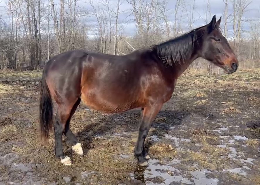 Meet Monica, a spirited 22-year-old, 15.3hh mare full of energy and heart! Perfect for trail riding or as a companion. 🐴 Learn more: [facebook.com/share/p/12EbuE…]