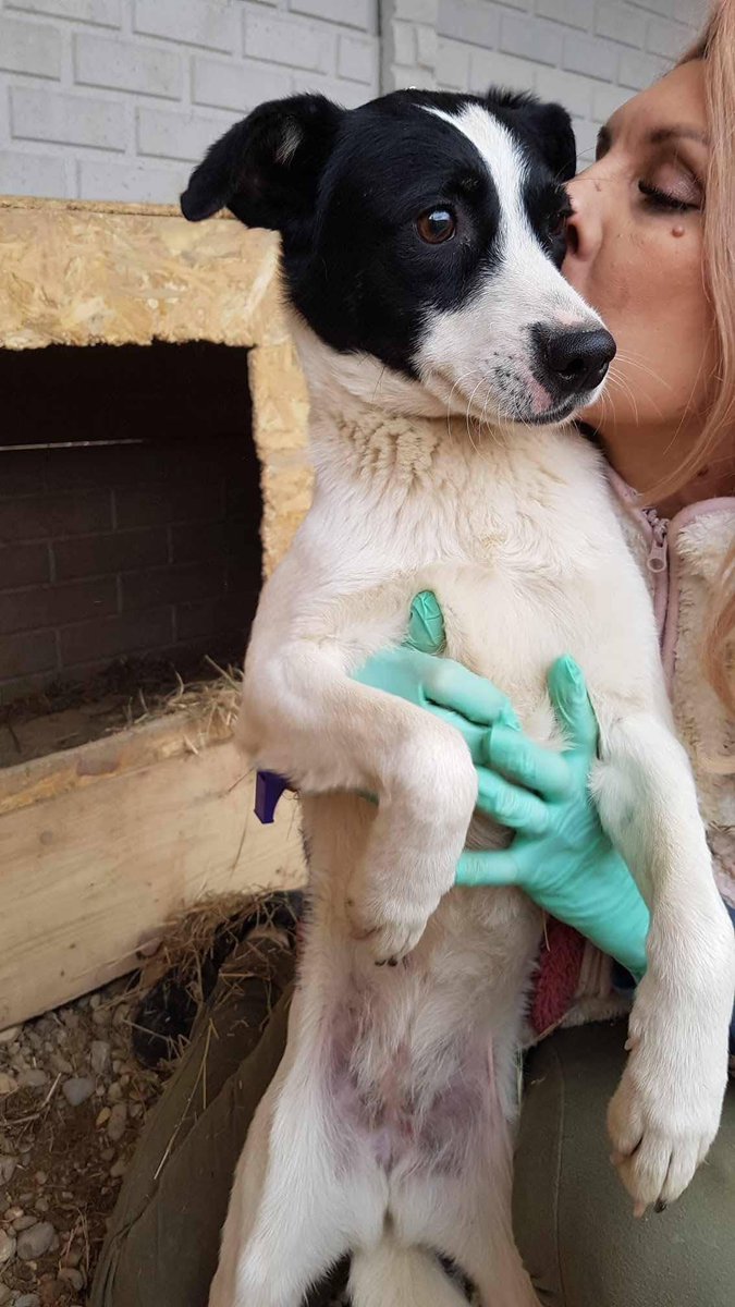 Pawprints2F's tweet photo. Hannah is so adorable yet she still hasn't been chosen!
She is small in size and 3 years old.
She loves a fuss and adores affection!
She gets along with dogs, cats and children!

She is currently in Romania however is ready to travel to the UK.

https://t.co/uLrEQRSwZb https://t.co/U2WvxNdyVX