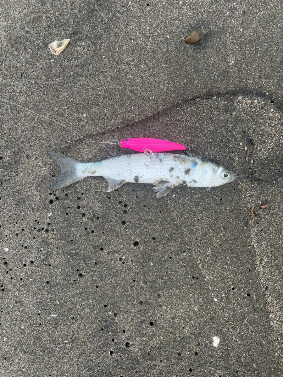 鹿島灘サーフ
帰りに日川浜海岸寄って
ボウズ回避笑
ボラの背がかり😤笑

鹿島灘難しい😭