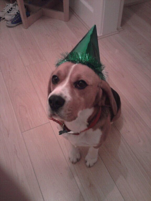 OG_DogWifHat's tweet photo. The first #Doge on twitter wif hat 🐶

#dogwifhat $doge $wif

CA: EdYw9Df47jDctunv52wZqvGPAYcdoeu4rTrvNzMneoHr https://t.co/a4s5tmulhi