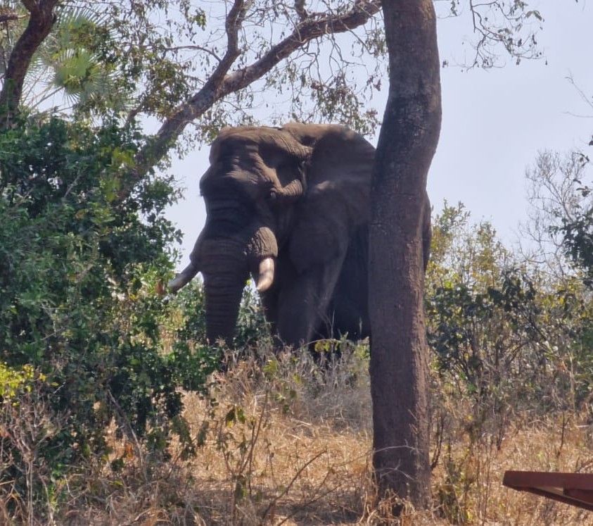 Young Vets Club tweet media