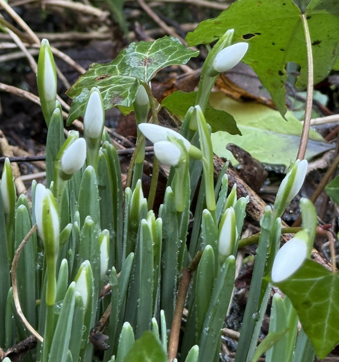 Mike Shaw tweet media