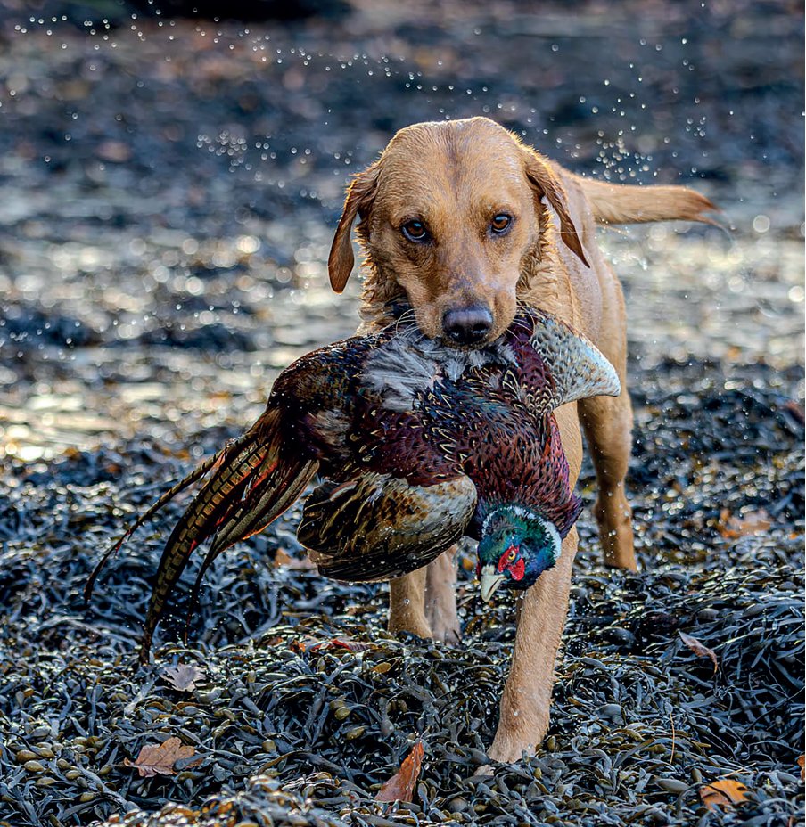 ShootingTimes's tweet photo. This week's dog of the week is Storm.

Owned by Matt Yersin Photographed by Wendy Searle.

For your dog to be included, email ollie.harvey@twsgroup.com a picture and tell us all about them. 

#dogsoftheweek #petphotography #caninecompanions  #shootingtimes #subscribeandsave https://t.co/tIgHYmdKnW