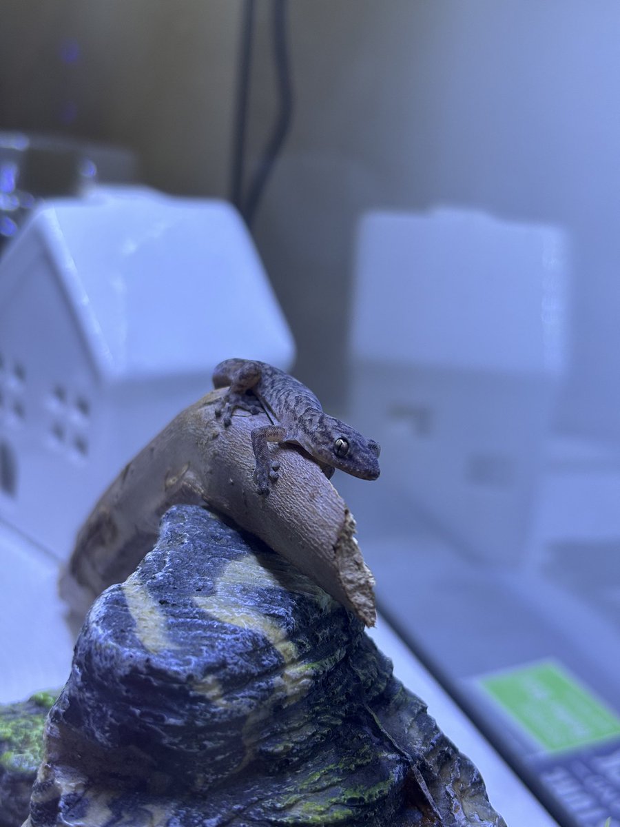 _Darren9's tweet photo. Marbled gecko https://t.co/RI7cOuNEX6