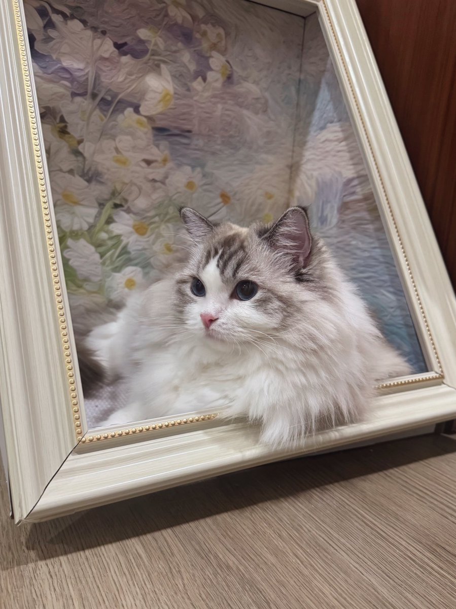_11_11_R's tweet photo. 淘宝で買った絵画の爪研ぎ🖼️♡
気に入って使ってくれて嬉しいし、可愛い写真がどんどん増えてく🫶🏻 https://t.co/ZXcLOCVz5T
