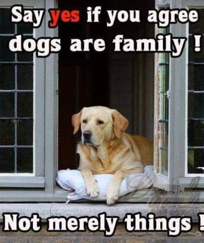 Best in Dogs tweet media