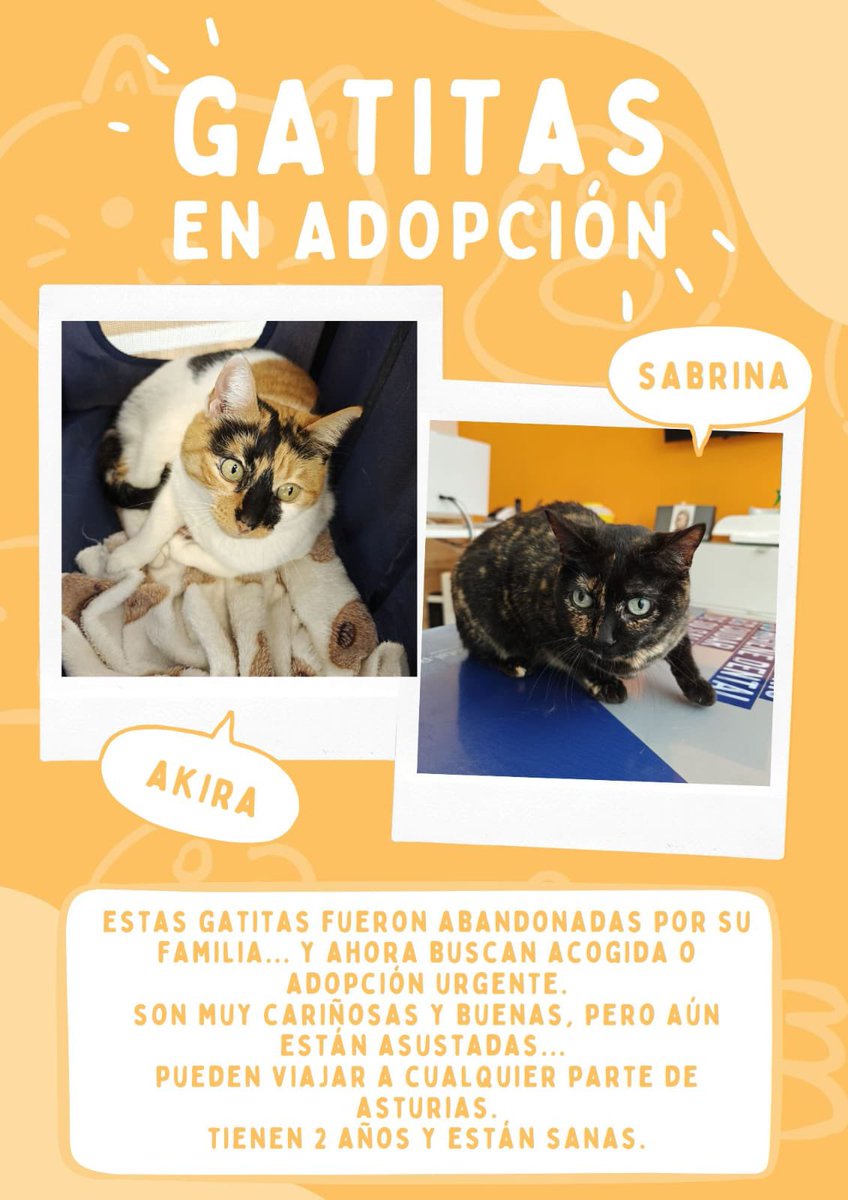 GIJÓN🙏🏼 
las abandonaron delante de mi casa❤️‍🩹