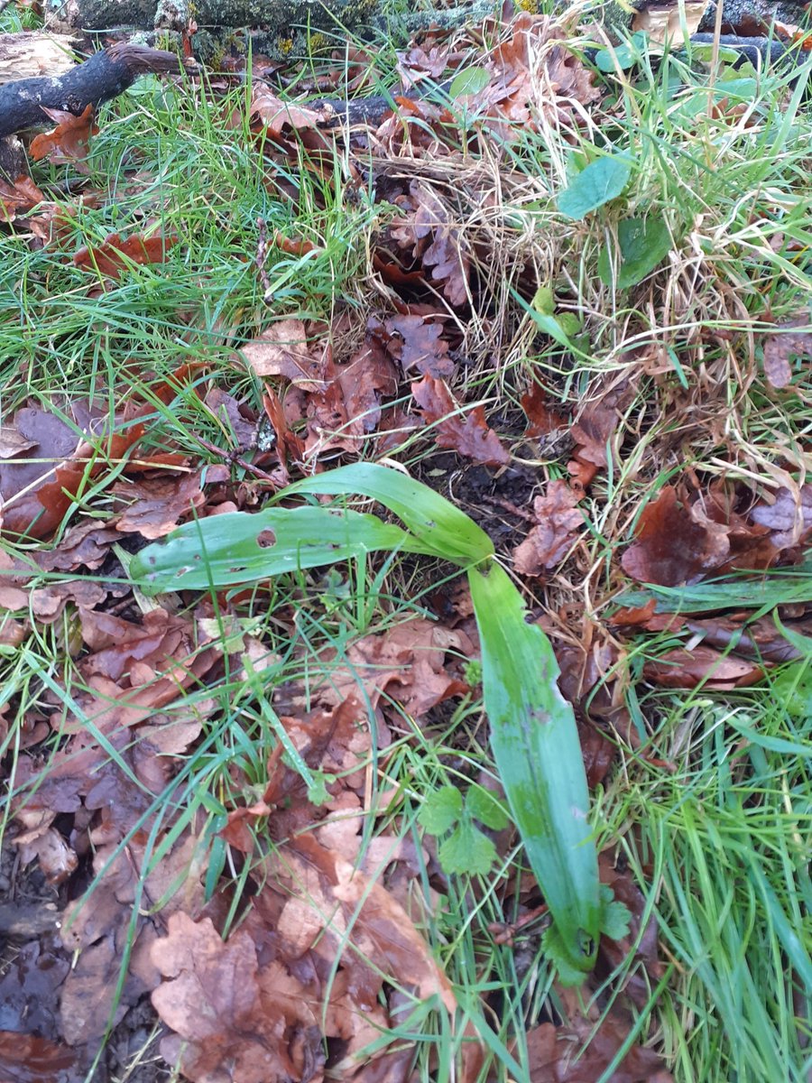 It's the South #Croydon Lizard #Orchid on its way back for 2025!   <a href="/ukorchids/">Wild Orchids UK & Ireland</a> <a href="/NatureLark/">Moira O'Donnell 🏴󠁧󠁢󠁳󠁣󠁴󠁿</a> <a href="/Paulfastbikes/">Paul Jarrett</a> <a href="/brianh4951/">Brian Hodgkin, ML</a> <a href="/JohnBirkett3/">The Croydon Birder</a>