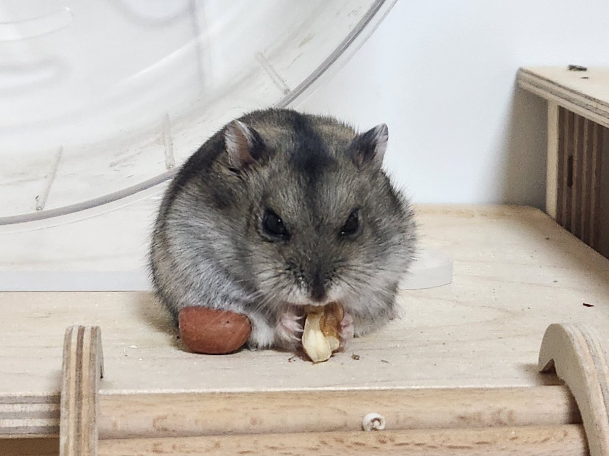 콩순이는 오늘 콩순이가 가장 좋아하는 엄마 손에서 해씨별로 여행을 떠났습니다
요즘 약해진 모습에 이런 때가 오려나 했는데 생각보다 빨랐네요
맘에 안들면 밀웜도 집어던지던 고집있는 햄스터니까 씩씩하게 잘 떠났을거라구 생각합니다
콩순이를 좋아해주신 모든 분들 감사드립니다!