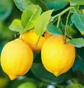 __Libra1's tweet photo. Did you know? 

1. Lemon 🌿 leafs can also used for making tea 
2. Lemon can help ful for losing weight...
