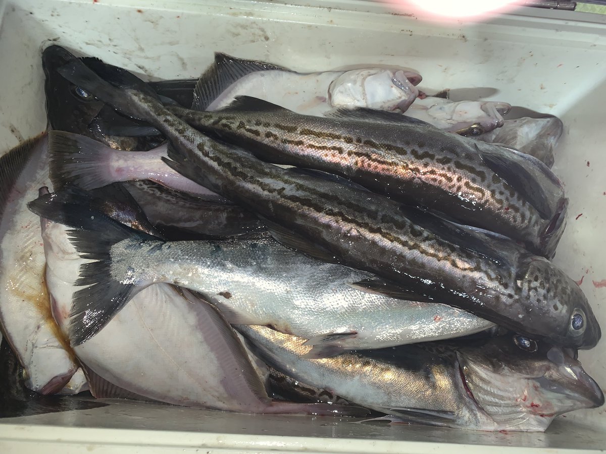 年明け初釣りに出航！

タラコ欲しくて本命スケソウダラ、2番手ソウハチ、試しにサクラマス狙い

株価同じで12月後半から釣果が右肩上がりで、大漁でした

#海帆