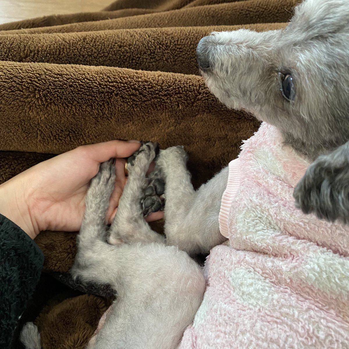 fio_nl's tweet photo. 最近道歩いてたらいきなりお散歩中の犬に一言だけ吠えられる事が増えて、なぜ？って思ってだんだけど夫にルーちゃん(昨年お空に旅立った実家の犬)が隣にいるんじゃない？って言われて涙目🥹
うん、そうだ。そういうことなんだ🥹
会いたいなぁ〜〜〜〜小さくて可愛いおててまた優しく触らせてほしい。 https://t.co/E2lzSFfB9V