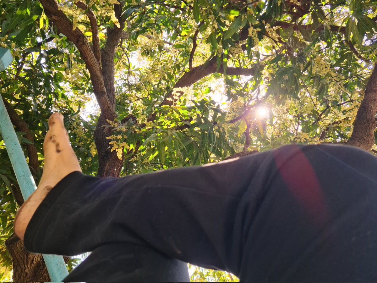 Chiragkapuriya's tweet image. Taking a power nap never felt so good. #MangoFarm