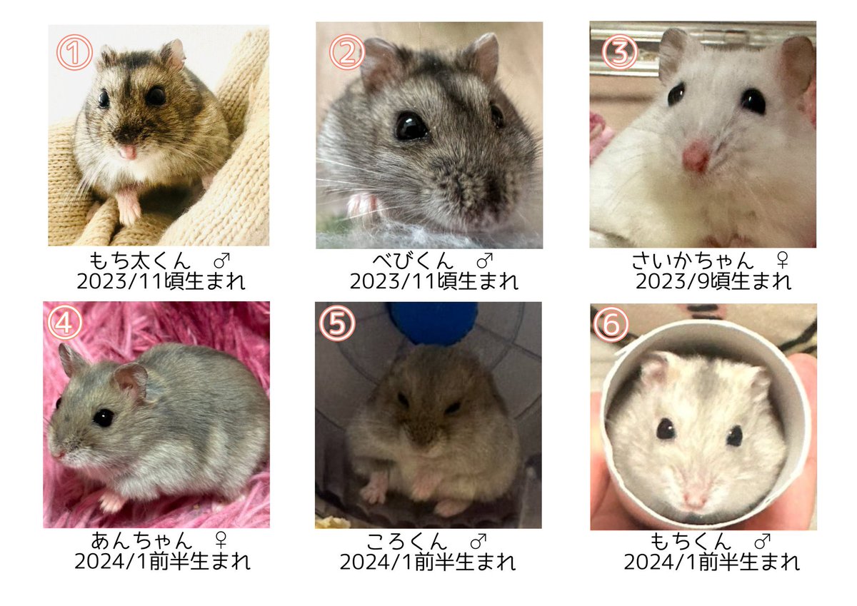 hamu_88suta's tweet photo. 大変心苦しいのですが、どうしても職場と家庭の事情でこの子達を里親に出すことになりました。本当に本当に可愛い子達で懐いています。どうか良い出会いがありますように。

 #ハムスター  #里親  #里親募集 https://t.co/qpxIWokEpK