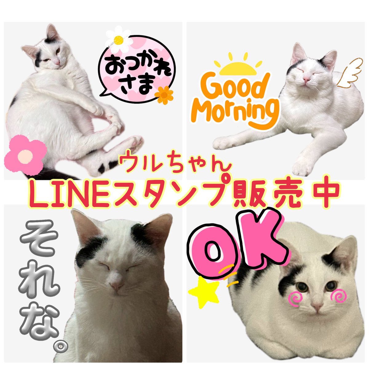 ウルちゃんの飼い主🐱 tweet media