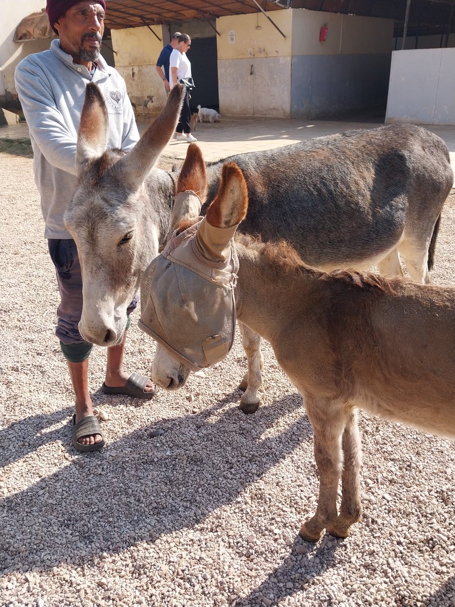 Animal Care in Egypt tweet media