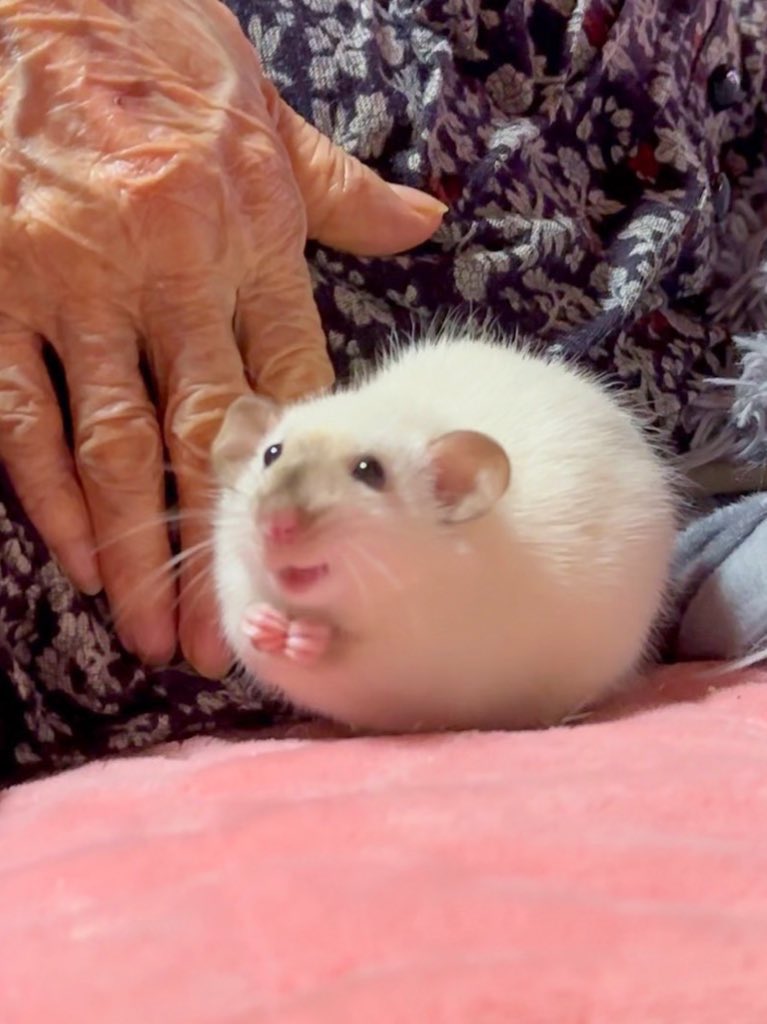 天才現る！
こんなの幸せの星を集めに行く絵本じゃん🥹💗
ありがとうございます✨