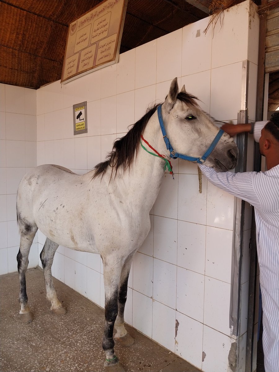 Animal Care in Egypt tweet media