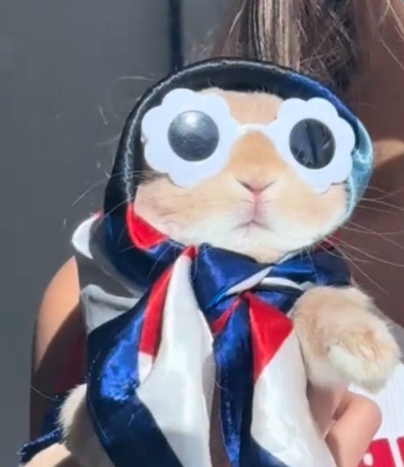 RabbitWifHatCTO's tweet photo. Canโt see the faders
$RWIF
Eag87fYaUWp6cW2ZZZL4ed9rKVySan9hfXdSsNV5pump
#solona #memecoin #nextgems #x1000 https://t.co/vt0hlP3laD