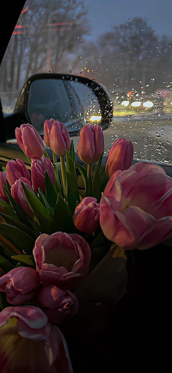 Pink tulips