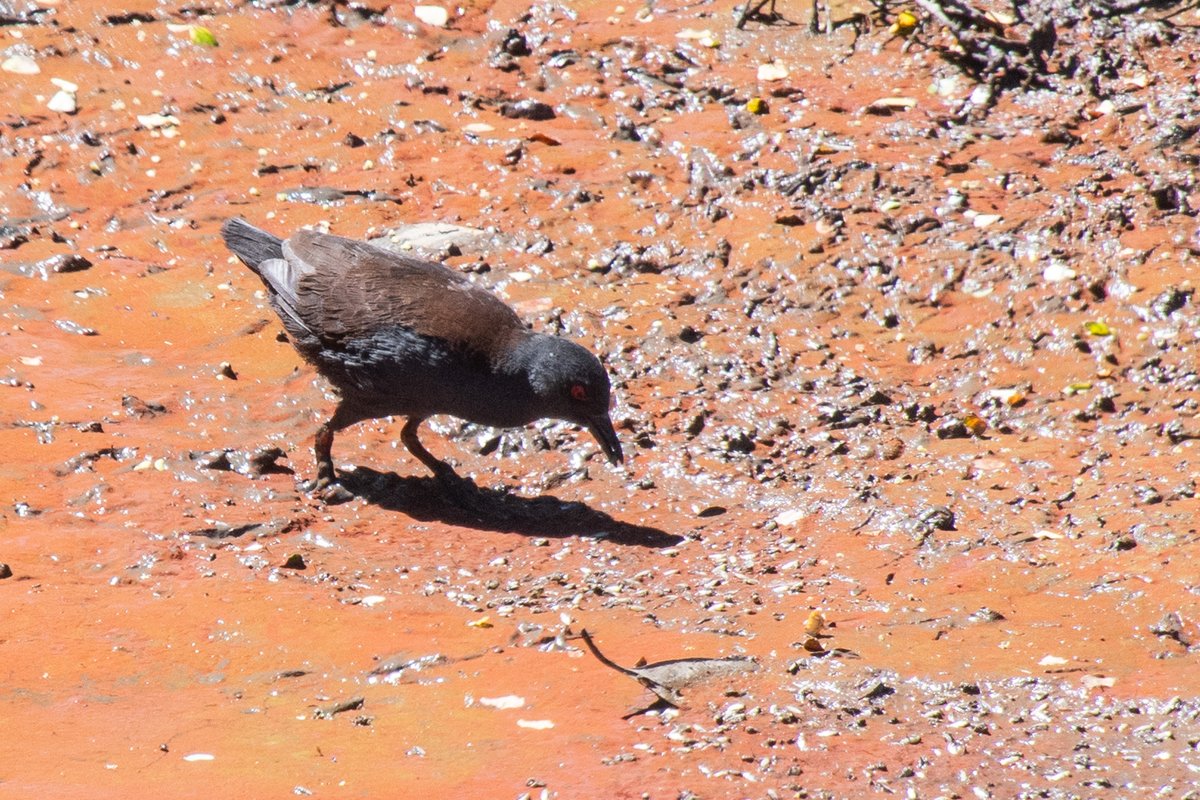 Paul Sutton (@pauls70paul) on Twitter photo Great day out on the Island of Tiritiri Matanga, Auckland with a great range of birds inc Morepork, Stitchbird, Tui and Fantail as well as Bellbird, Kokako Takahe and Spotless Crake. (Photos) Travel round the World and our guide was Sahrah from Brownsea <a href="/DorsetWildlife/">Dorset Wildlife Trust</a> Great day out on the Island of Tiritiri Matanga, Auckland with a great range of birds inc Morepork, Stitchbird, Tui and Fantail as well as Bellbird, Kokako Takahe and Spotless Crake. (Photos) Travel round the World and our guide was Sahrah from Brownsea <a href="/DorsetWildlife/">Dorset Wildlife Trust</a>