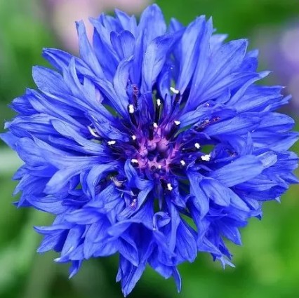 FabGiagnoni's tweet photo. Il #fiordaliso è una #pianta dai #fiori blu intenso, in passato visione comune nei campi, ma ora è rara perché considerata malerba da estirpare. I suoi nomi scientifici #CyanusSegetum e #Centaurea derivano da episodi della #mitologia legati alla dea #Flora e a #Chirone.
#Natura https://t.co/SFXEyP4q8e