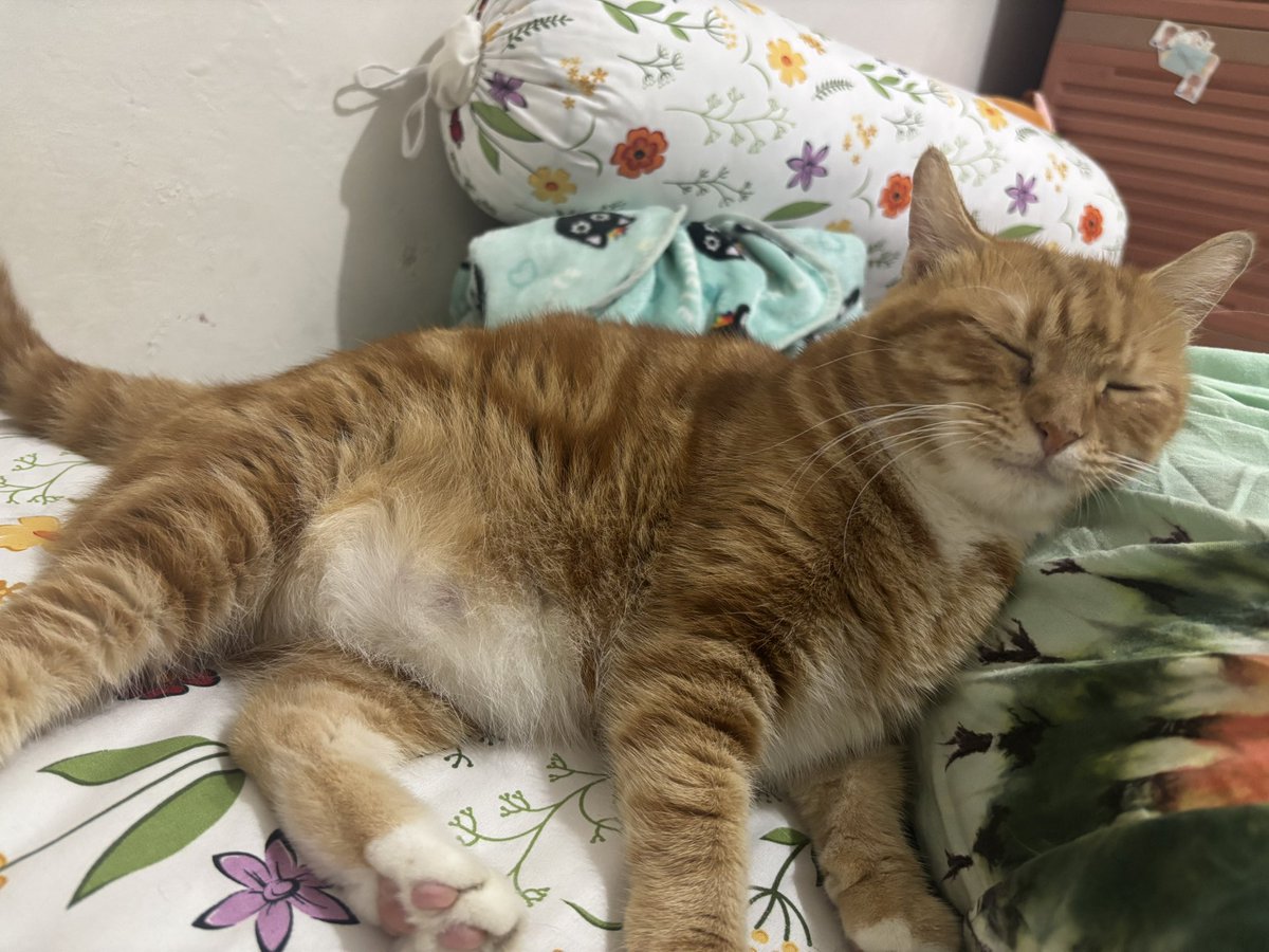 Hari-hari ketempelan oren