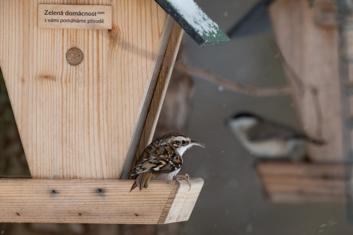 🤩Šoupálek na krmítku, to není úplně běžné pozorování! Většinou ho lze spatřit, jak šplhá po kůře, odkud také dostal i své slovenské jméno kôrovník 🪵 

✍️ Sčítáme ptáky na krmítku:
ptacihodinka.birdlife.cz

Foto: Radovan Vlček

🏠 Krmítko je z e-shopu ČSO zelenadomacnost.com