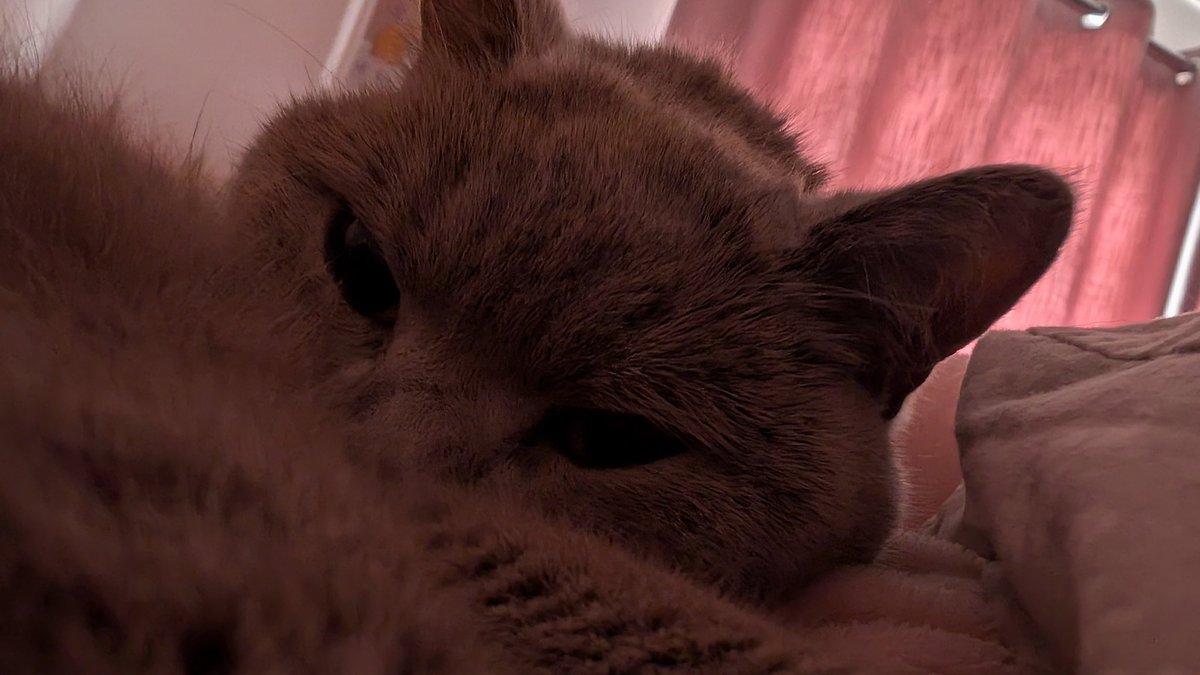 BethMiller101's tweet photo. @currys #currysnewyear
Get more cats 😂 https://t.co/Io1gFQZzVQ