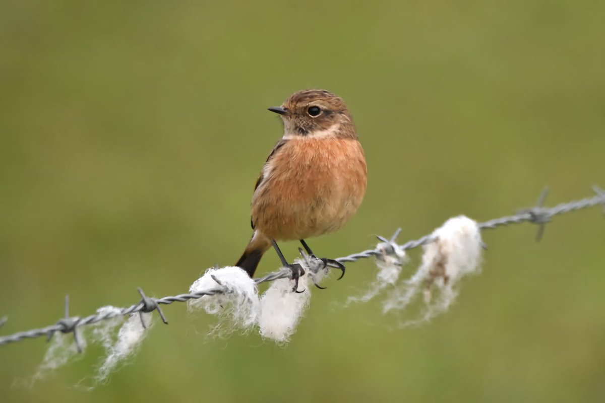 nealesmithworld's tweet photo. Stonechat 
Bude Cornwall 〓〓
#Bude #Cornwall 
#Stonechat https://t.co/ypCKwb7YIT
