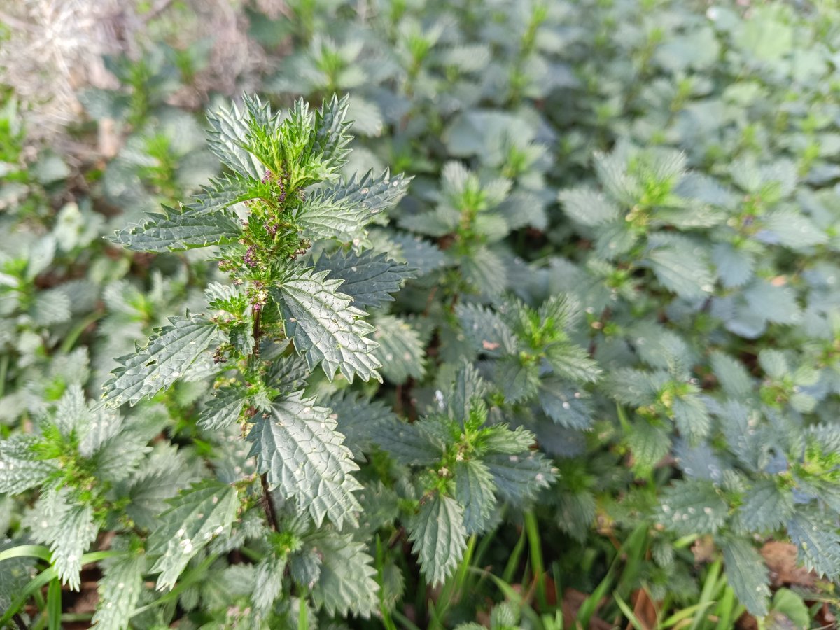 La ortiga, una de las "malas hierbas" por excelencia... Pero de mala no tiene nada; la ortiga es comestible y tiene múltiples usos en fitoterapia. Aporta 4 veces más calcio que la leche, ±480 mg/100 gr, además de toda una miríada de minerales y vitaminas
