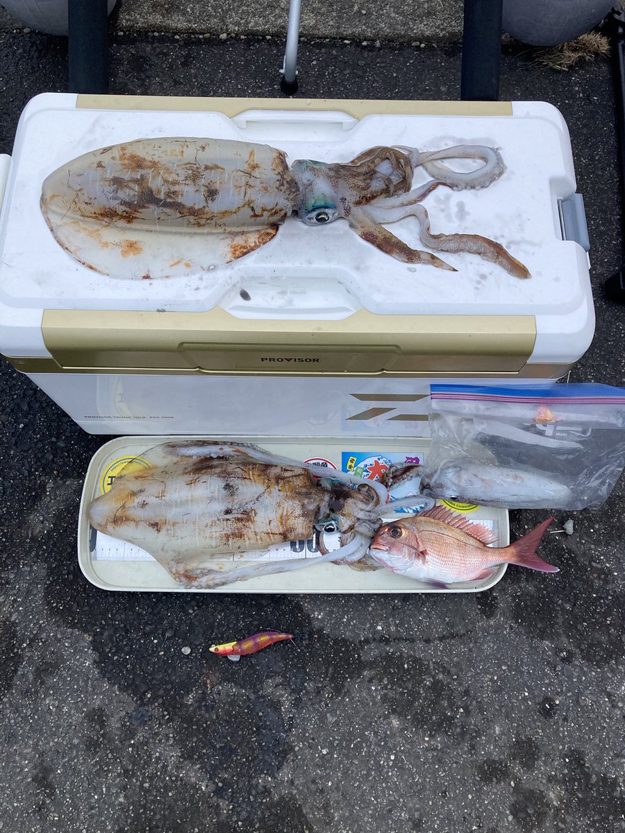TAG85517128's tweet photo. 2025 大漁発進です🦑 https://t.co/ldKT8N7YPn