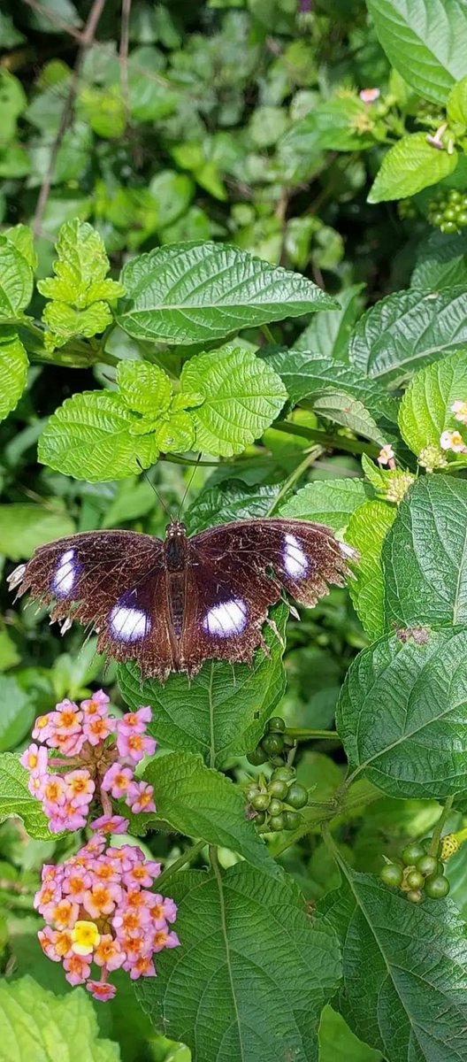 prajkta2406's tweet photo. Alphabet Challenge.
#WeekBforB
B for Butterfly
#theme_pic_India_insects https://t.co/vFYneTVXQD