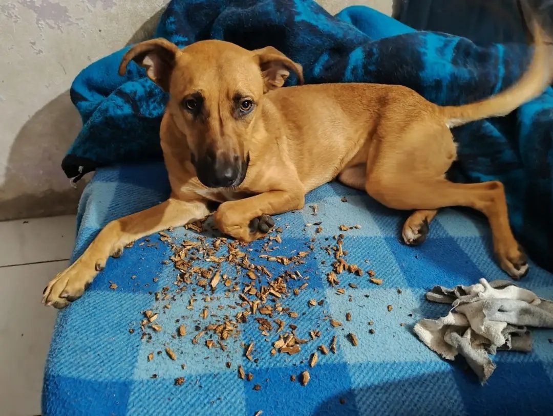 MatuNogueira's tweet photo. Se perdió la perra de la foto en la zona del **barrio Reducto**. Se llama **FREYA**. Si alguien la vio, por favor avisarme. Gracias. Contacto 095 431 335.- https://t.co/jSVralW4Ho