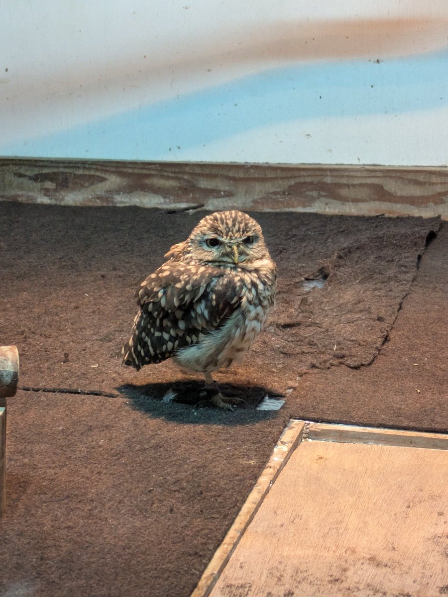 you_1_low's tweet photo. 無期限休園になると聞いて…
鳥さんも飼育員さんもみんな元気で！！
#富士花鳥園 https://t.co/R7FghcNzkh