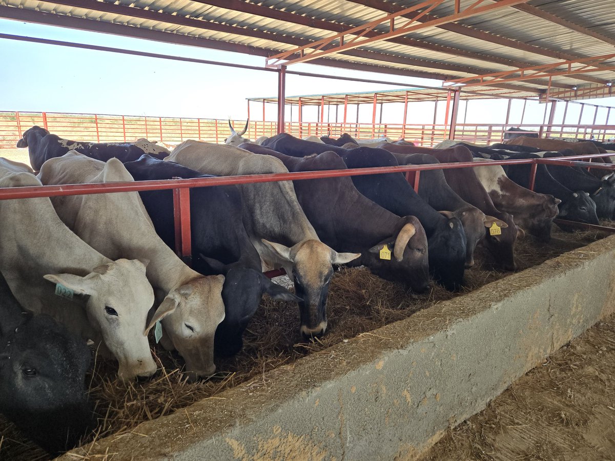 Nna_Paschal's tweet photo. ๐๐ We celebrate Gov. Zulum's @GovBorno visionary leadership in launching the Ngarannam Livestock Ranch, a milestone in food security and sustainable development.
#EnsuringFoodSecurity
#YourFavouriteFarmer 24/7 ๐
@ShettimaDogo https://t.co/oFPc5e3Sa0