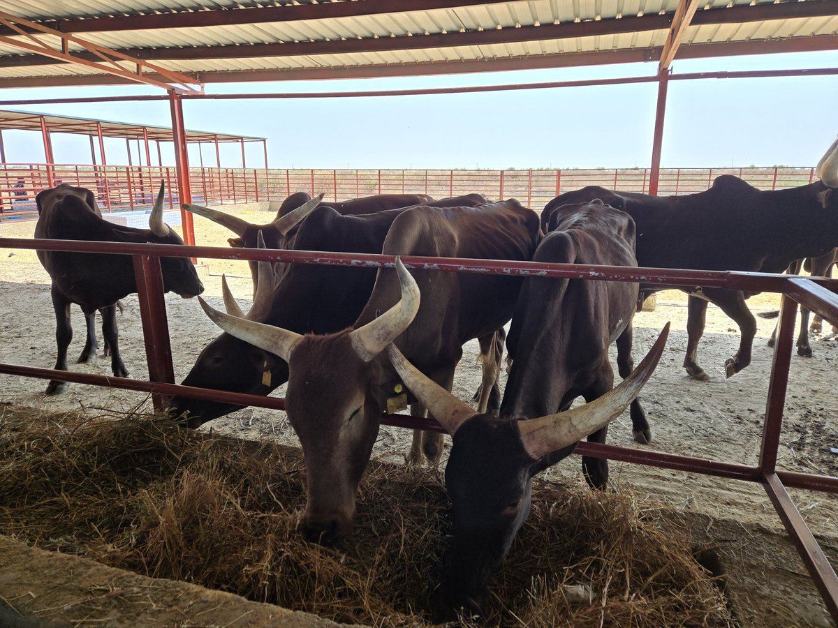 Nna_Paschal's tweet photo. ๐๐ We celebrate Gov. Zulum's @GovBorno visionary leadership in launching the Ngarannam Livestock Ranch, a milestone in food security and sustainable development.
#EnsuringFoodSecurity
#YourFavouriteFarmer 24/7 ๐
@ShettimaDogo https://t.co/oFPc5e3Sa0