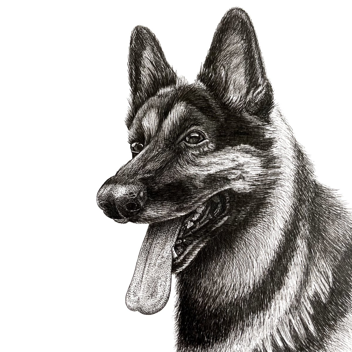 highstridesoc's tweet photo. A hand-drawn portrait of Blue - a gorgeous German Shepherd π πΎ
#dog #germanshepherd #giftideas #creativegifts #personal #portrait #petportrait #penandink #handdrawn #oneofakind #custom #unique #commission #inkart #inkartist #drawing #highstridesoc #localartist #birmingham https://t.co/epfycTqv3f