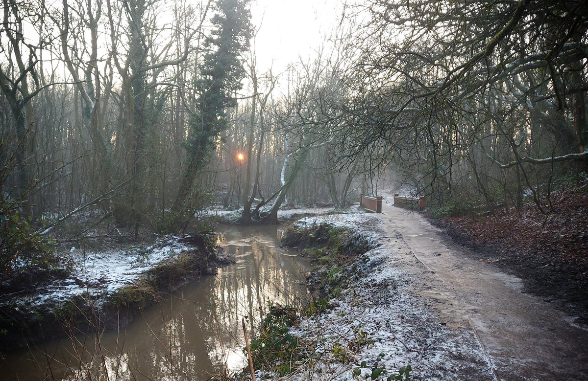 The sun nosing through the woods by the Black Brook. Morning all. #Lancashire