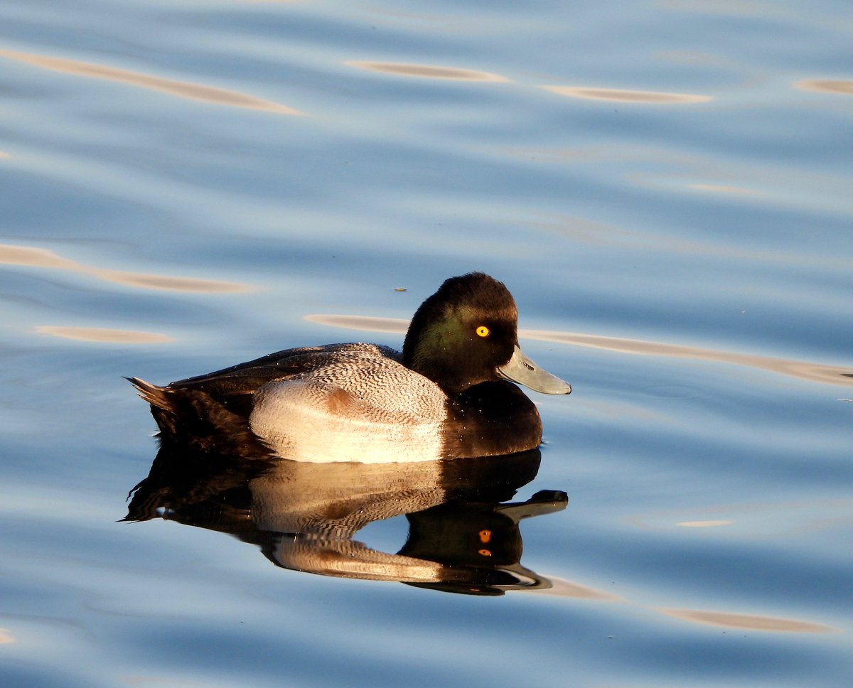 PlantChaser's tweet photo. Lesser scaup (Aythya affinis)
Lake Merritt, Oakland, California, USA
December 2024
Bird#309
#lesserscaup #scaup #duck #bird #birdwatching #birdphotography #birdphoto #nature #wildlife #birding #naturephotography https://t.co/PA9Lwgo7yR