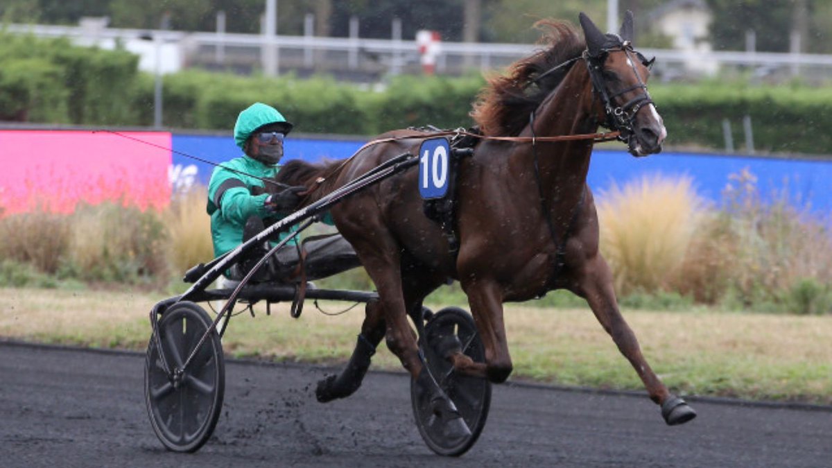 ProvinceCourses's tweet image. Fin de carrière sportive pour Gu d&apos;Héripré, annoncent @TrottingBlstock, l&apos;Écurie d&apos;Héripré et Thierry Duvaldestin. Le champion va &quot;désormais se consacrer entièrement à la reproduction. Pour la prochaine saison de monte, il restera au Haras de la Sauvagère&quot; précise le communiqué.…