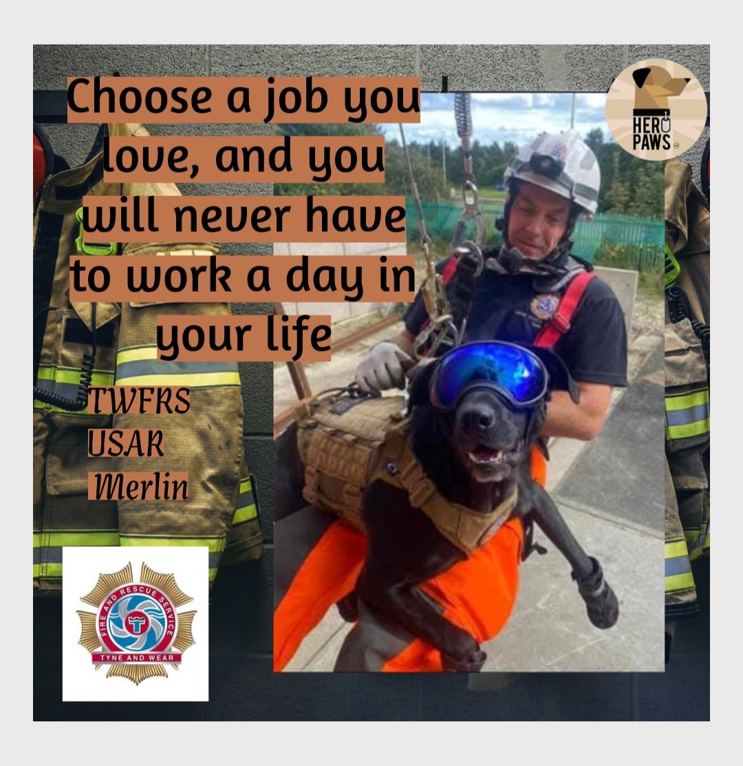 Heropawsuk's tweet photo. Live every day to your fullest and love what you do
@frankie_twfrs_k9 Merlin @twfrs says so 🫡🚒
The only way to do great work is to love what you do
@TWFRS_USAR_Dogs @Tyne_Wear_FRS @itvtynetees
#searchdog #fireservice #seaechandrescue #thenoseknows https://t.co/XHXuqDXUzM
