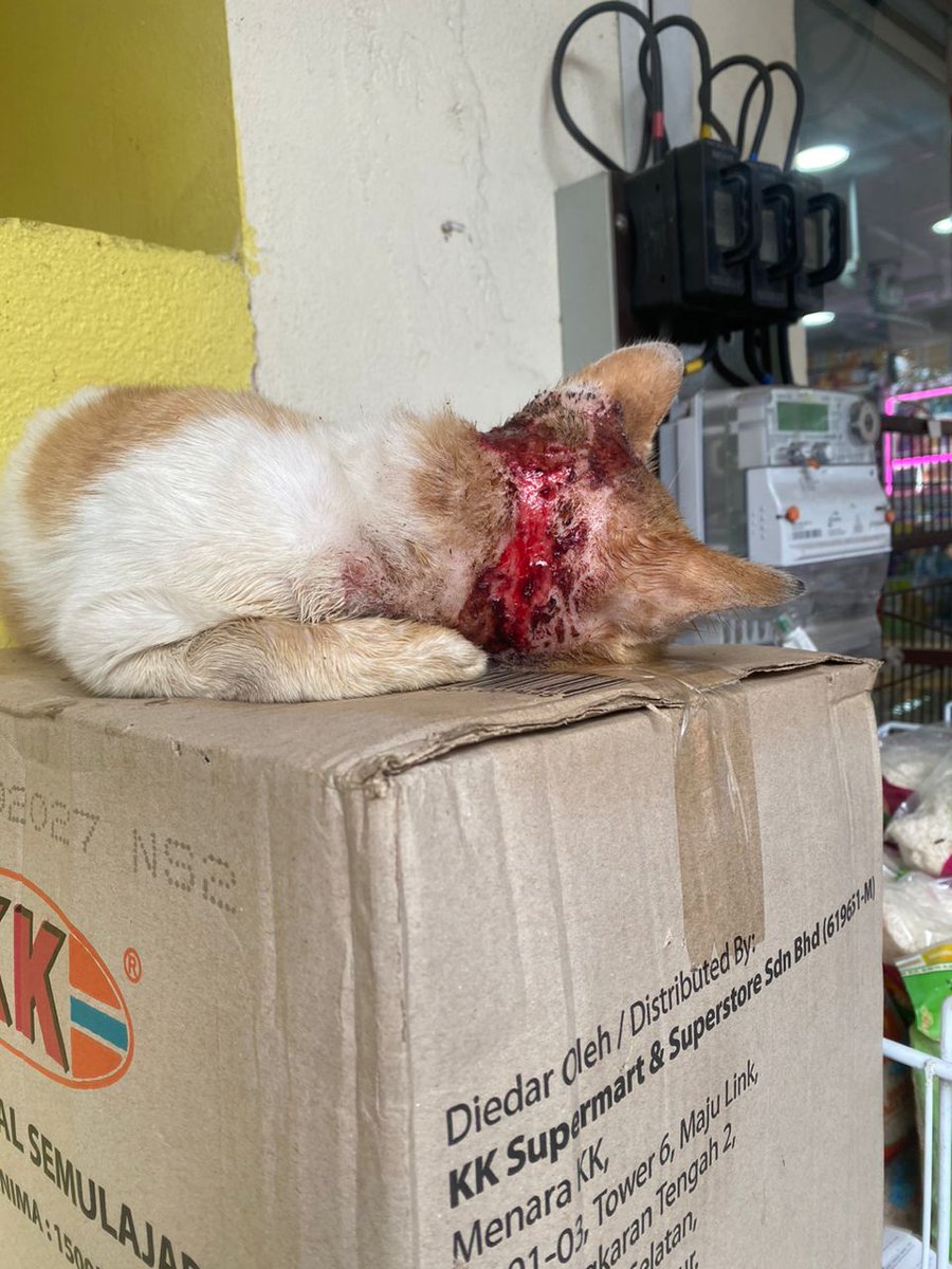 fourmeows1's tweet photo. ‼️URGENT HELP NEEDED‼️

Stray dijumpai dalam keadaan luka teruk. Ada yang dapat bantu? Pls pls sesiapa yang dapat bantu, contact informer kak shila;+60 12-699 6888

📍Ampang https://t.co/u0aM6dWWMp