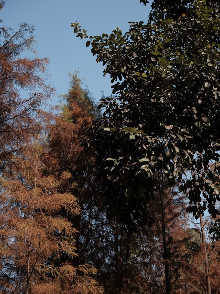 howhyjam's tweet photo. 🍂 https://t.co/05fmEoVO9O